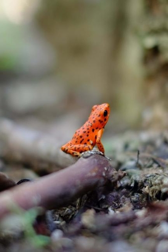 Orange Tree Frog on the Forest Floor Journal