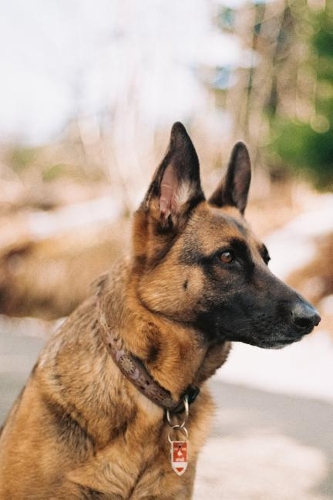 German Shepherd Notebook: Blank Lined Journal: Sweet Brown German Shepherd Dog