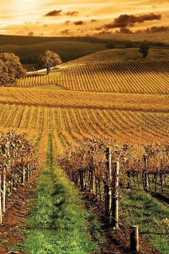 Autumn Vineyard Any Day Planner Notebook: Scheduler Organizer Datebook(20 Autumn Awe 150 Planner)