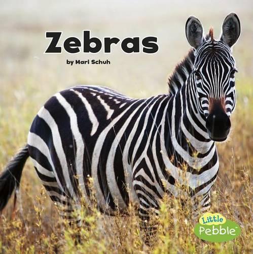 Black and White Animals Zebras