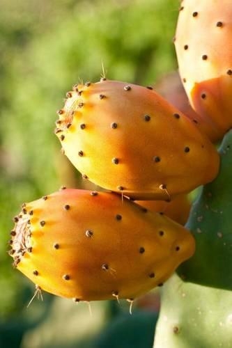 The Prickly Pears Journal
