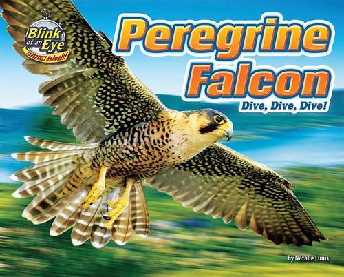 Peregrine Falcon