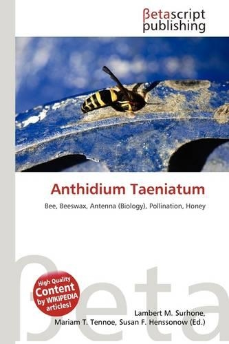 Anthidium Taeniatum