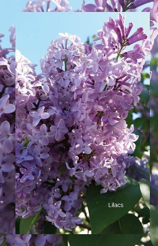 Lilacs
