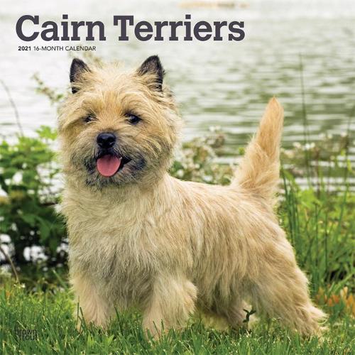 Cairn Terriers 2021 Square