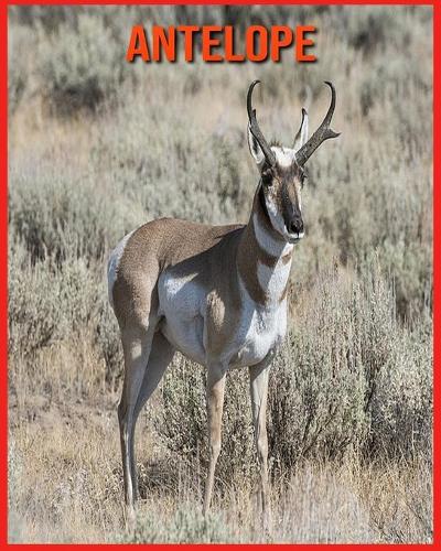 Antelope