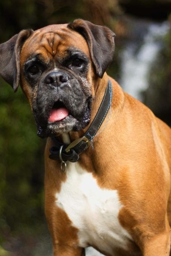 The Boxer Dog Journal