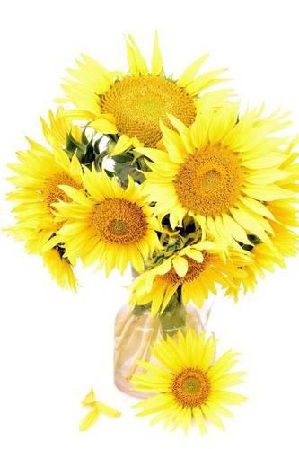 Beautiful Dandelions in a Vase, for the Love of Flowers