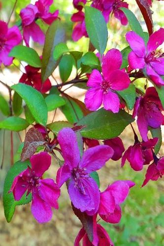 Pretty 2019 Daily Planner Springtime Beauty 384 Pages