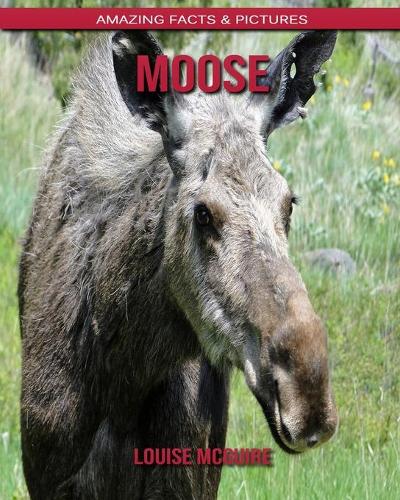 Moose
