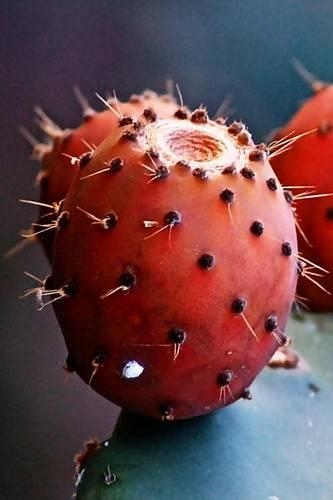 Prickly Pear Cactus Fruit Journal: 150 Page Lined Notebook/Diary