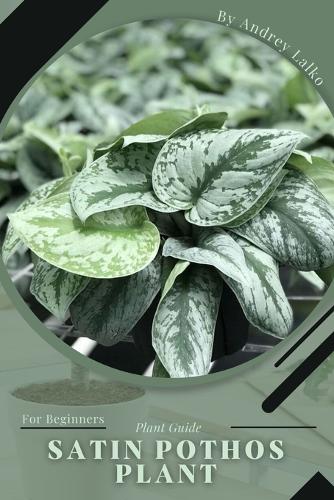 Satin Pothos Plant