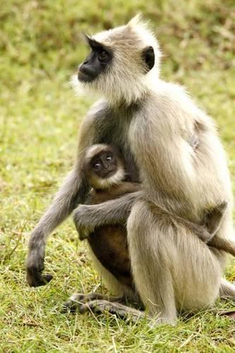 Hanuman Langur Monkey with Baby Journal