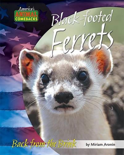 Black-Footed Ferrets