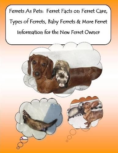 Ferrets As Pets: Ferret Facts on Ferret Care, Types of Ferrets, Baby Ferrets & More Ferret Information for the New Ferret Owner