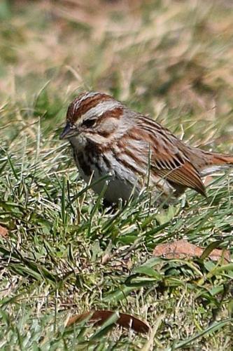 Song Sparrow (Melospiza Melodia) Bird Journal