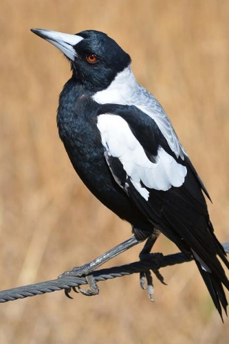 Australian Magpie Perched on a Twig Journal: Take Notes, Write Down Memories in this 150 Page Lined Journal