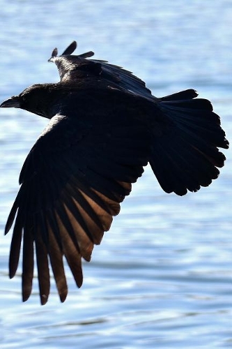 Raven in Flight Journal