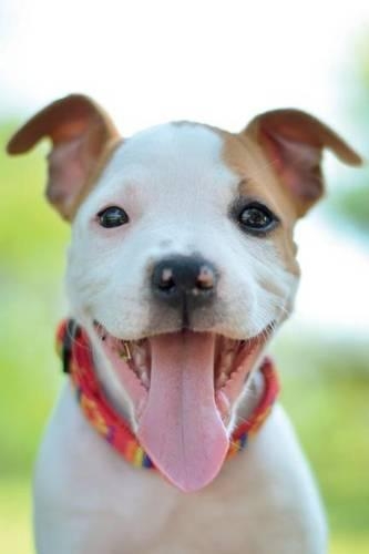 Staffordshire Terrier Notebook & Journal. Productivity Work Planner & Idea Notepad