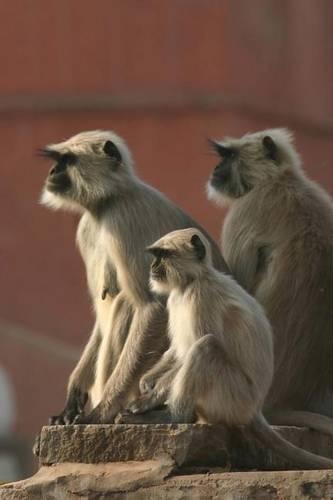 Hanuman Langur Monkeys Journal