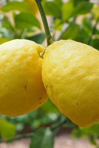 A Pair of Ripe Lemons on the Tree