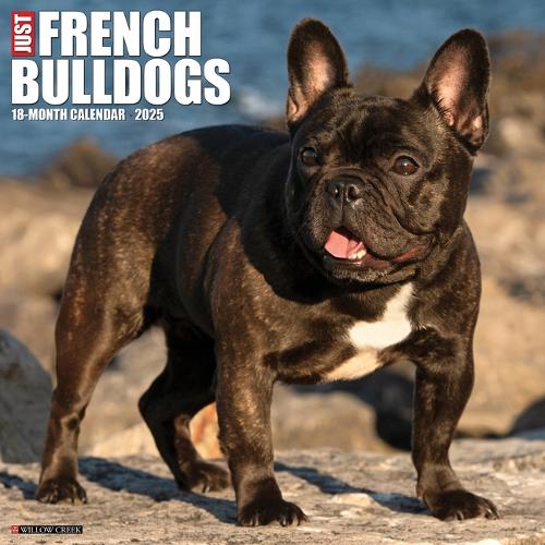 French Bulldogs 2026 12 X 12 Wall Calendar