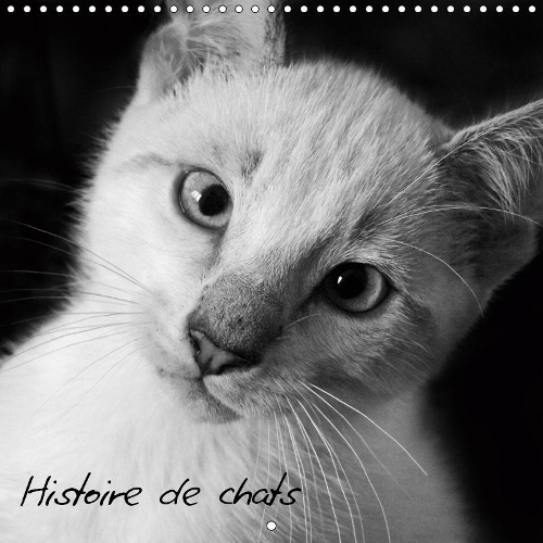 Histoire de chats 2019: Photos de chats tous plus craquants les uns que les autres !(Calvendo Animaux)