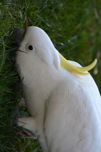 Cockatoo Foraging in the Grass Journal