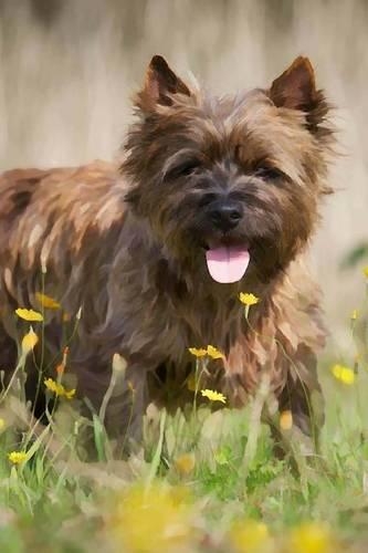 Cairn Terrier