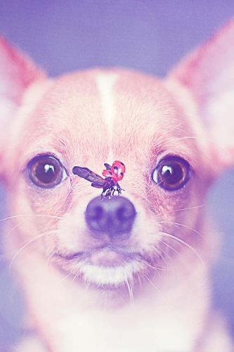 Chihuahua Puppy and a Ladybug Journal: Take Notes, Write Down Memories in this 150 Page Lined Journal