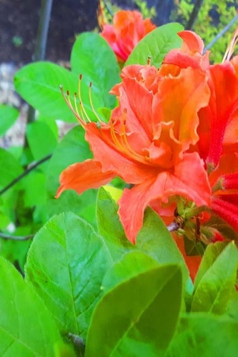 Pretty Orange Summer Flowers 2019 Daily Planner 384 Pages