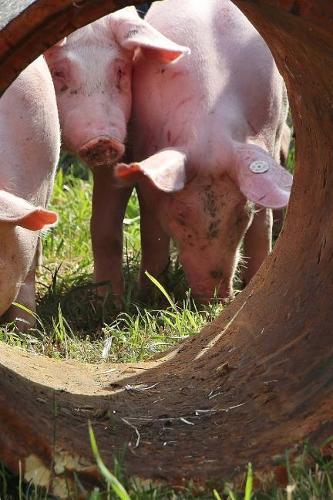 Three Pigs and a Barrel Journal