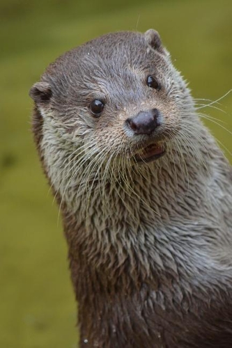An Otter Standing Up Journal