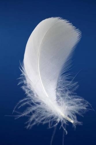 White Feather Journal