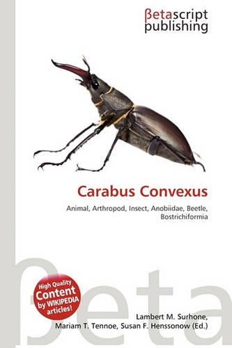 Carabus Convexus