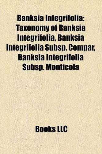 Banksia Integrifolia