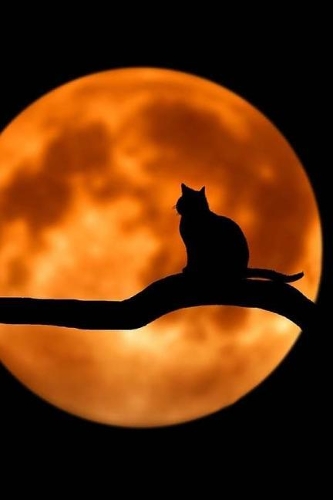 Black Cat In The Moonlight Notebook