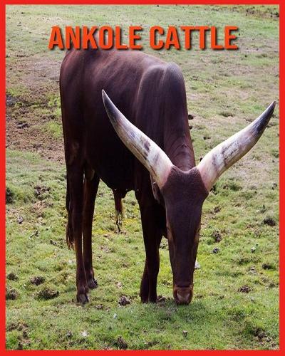 Ankole Cattle