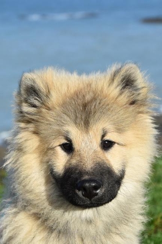 Eurasier