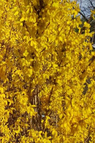 2019 Daily Planner Wild Forsythia 384 Pages: (Notebook, Diary, Blank Book)(2019 Planners Calendars Organizers Datebooks Appointment Books Agendas)