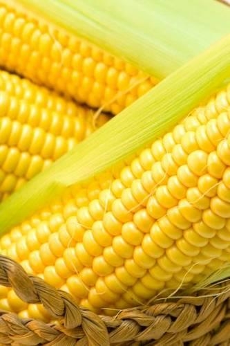 Corn on the Cob Journal