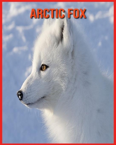 Arctic Fox