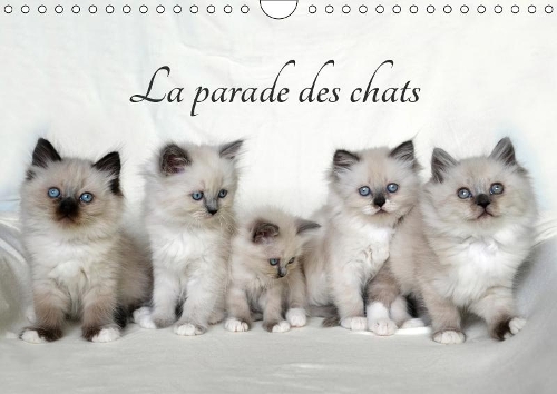 La parade des chats 2019: Mois après mois, un nouveau cercle de petits chats mignons.(Calvendo Animaux)