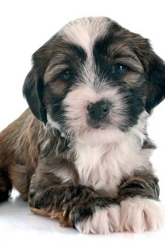 Tibetan Terrier Notebook & Journal. Productivity Work Planner & Idea Notepad