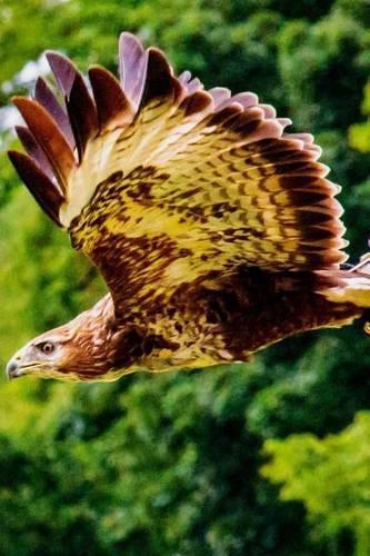 An African Fish Eagle in Flight, Birds of the World