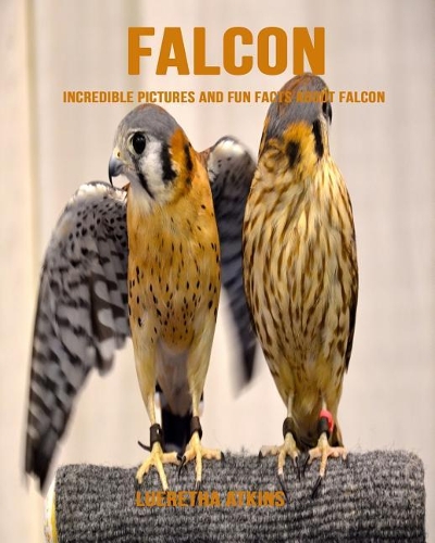 Falcon