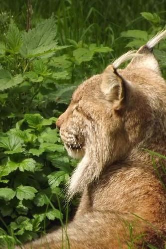 Lynx in the Woods Journal