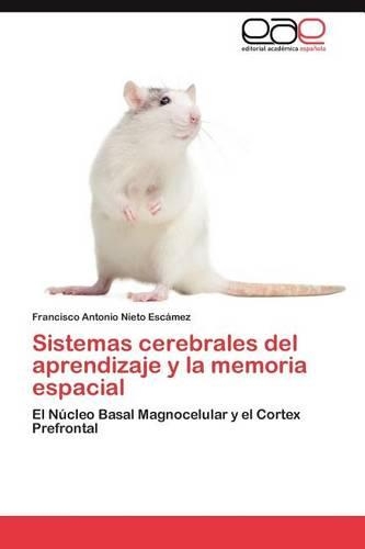 Sistemas Cerebrales del Aprendizaje y La Memoria Espacial: (Spanish)