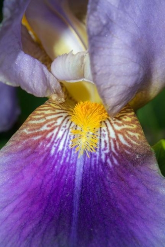 Beautiful Iris Flower Close Up Journal