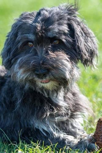 The Affenpinscher Dog Journal
